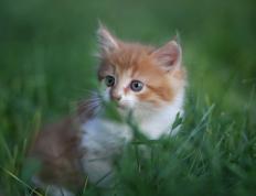 开云APP-铁壁防守与极速掌控，佛罗伦萨的战术艺术与穆勒的F1王者归来